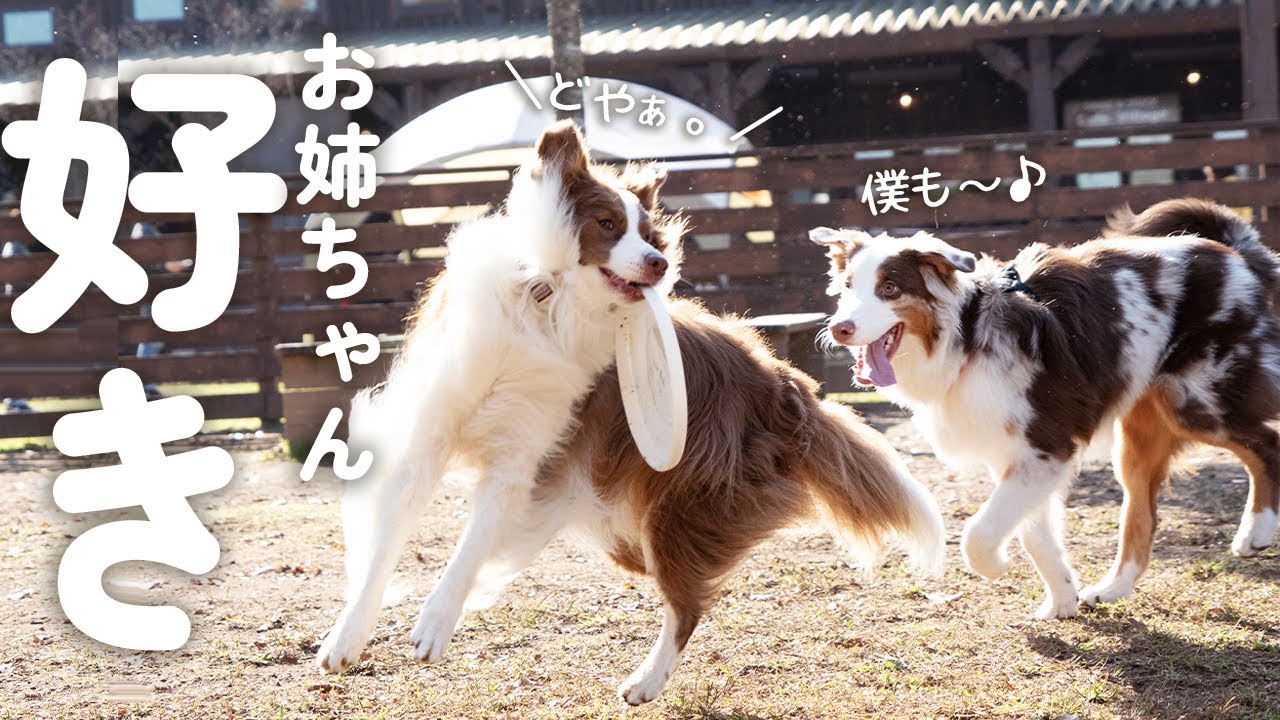 お姉ちゃん犬と遊びたい生後7ヶ月のでっかい弟犬の行動がまだ赤ちゃん