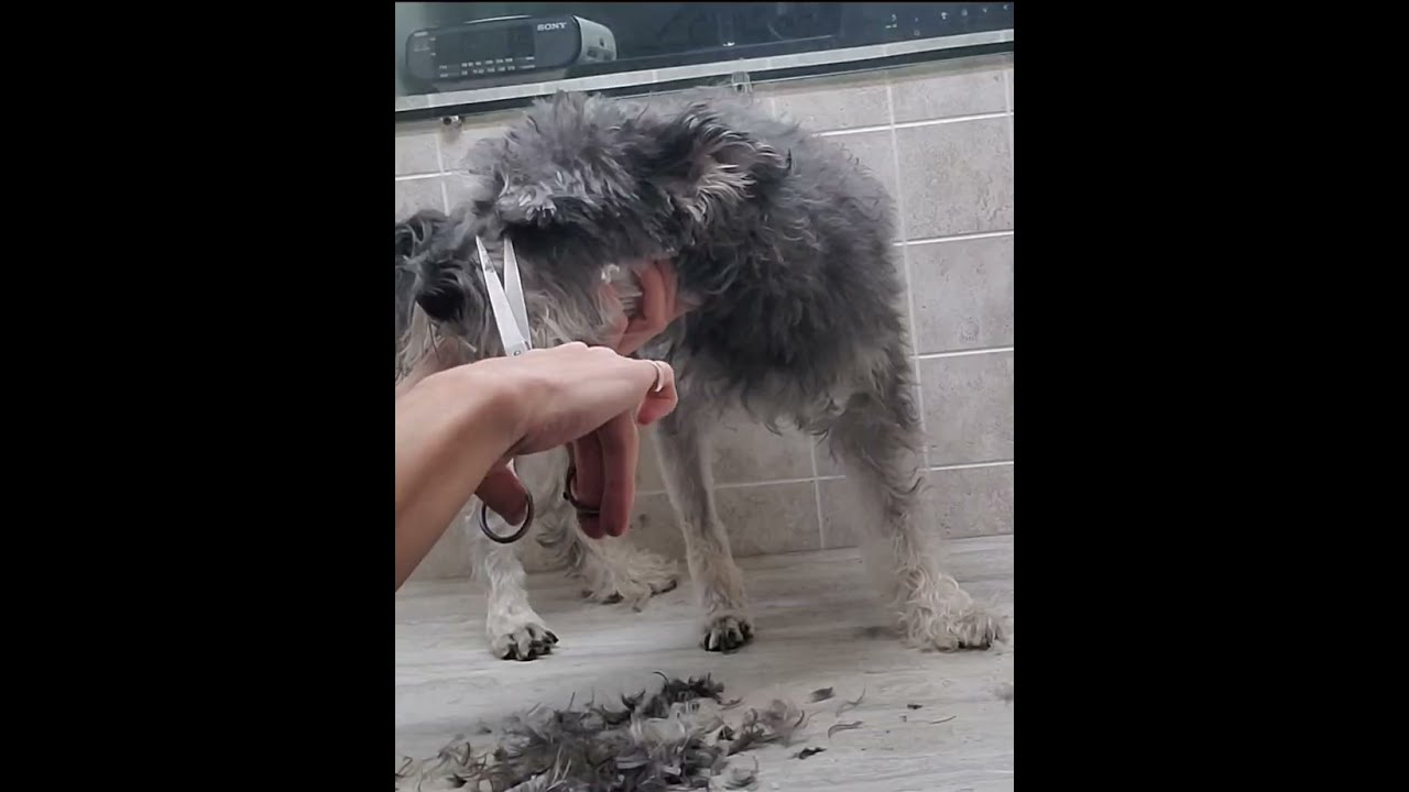 Schnoodle face, head, ear trim & pluck, dog grooming without restraints