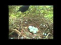 Crow attacks Sparrowhawk nest at Royal Botanic Garden Edinburgh