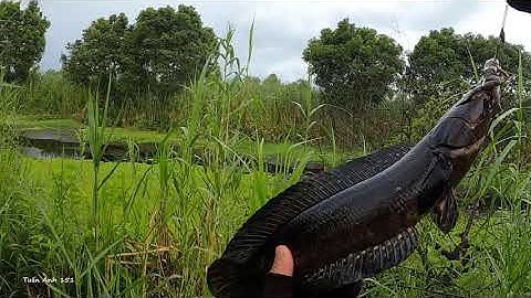 Cá dầy rừng U Minh Thượng | Săn Hugo cá lóc đen U Minh Thượng (Tập 39) | #Doantuananh151