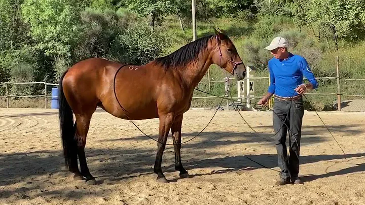 Guida da zona 5. Guidare il cavallo da dietro con ...