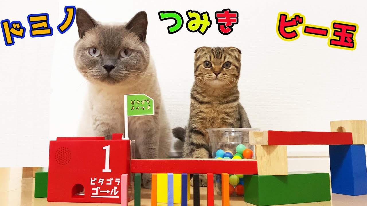 Кошки, блоки и мраморная дорожка