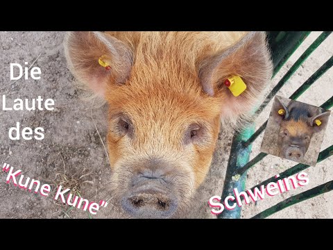 Video: Sind Kunekune-Schweine laut?