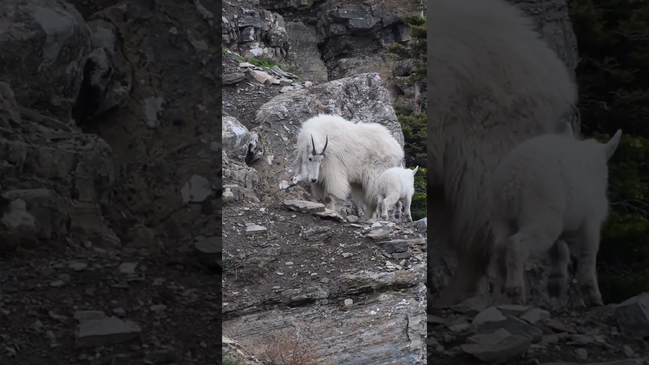 Mountain Goat playing with her kid 