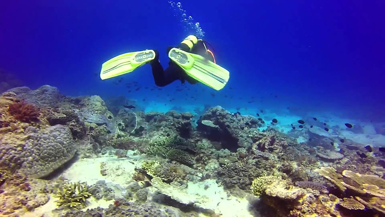 Flinders Reef Diving (Moreton Island, Queensland - Australia)