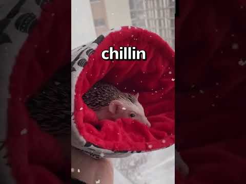 Video: 12 najroztomilejších ježkov na Instagrame