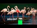 طائر الفلامنكو المهاجر الى العراق مهدد بالانقراض