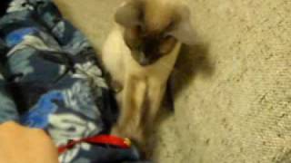 Fetching kitty cat, cute blue point Siamese