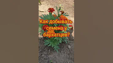 Как добывать семена у бархатцев?