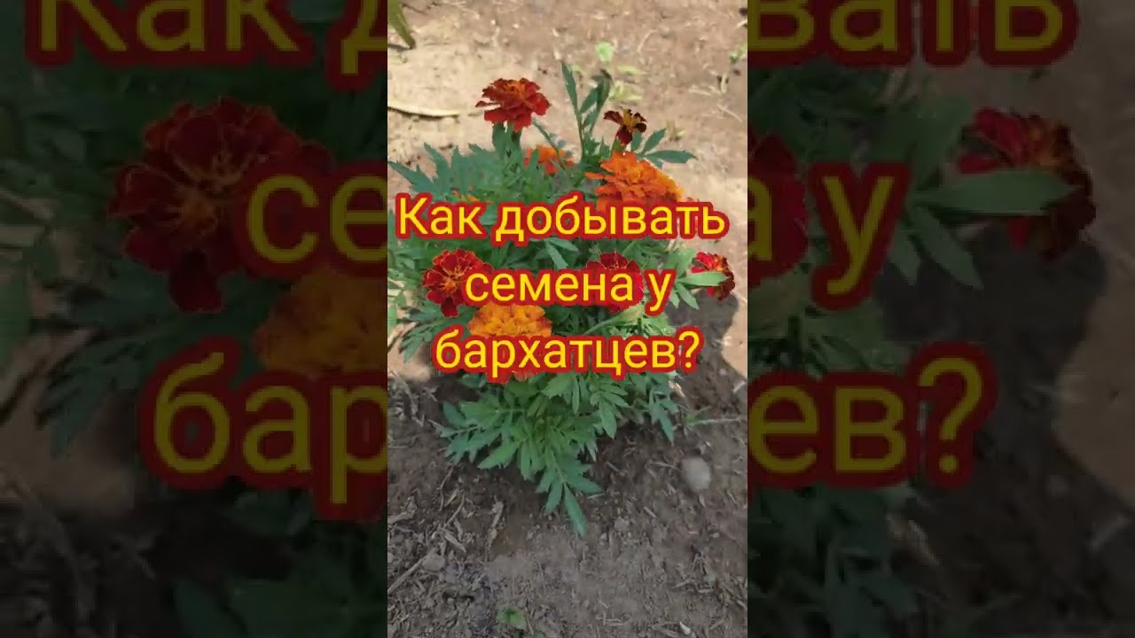 Бархатцы в ландшафте сорта и виды – описание цветка и выращивание