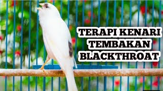 Masteran Kenari Isian Blackthroat dan Sanger Mozambik