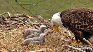 Decorah Eagles - North Nest 11.04.2024