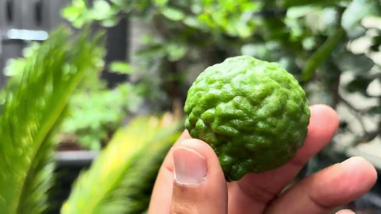 Лучшее время для подкормки растений в Сиднее: конец лета и осень!