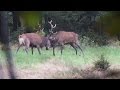 Brame du cerf et combat 2016 en forêt ardennaise belge