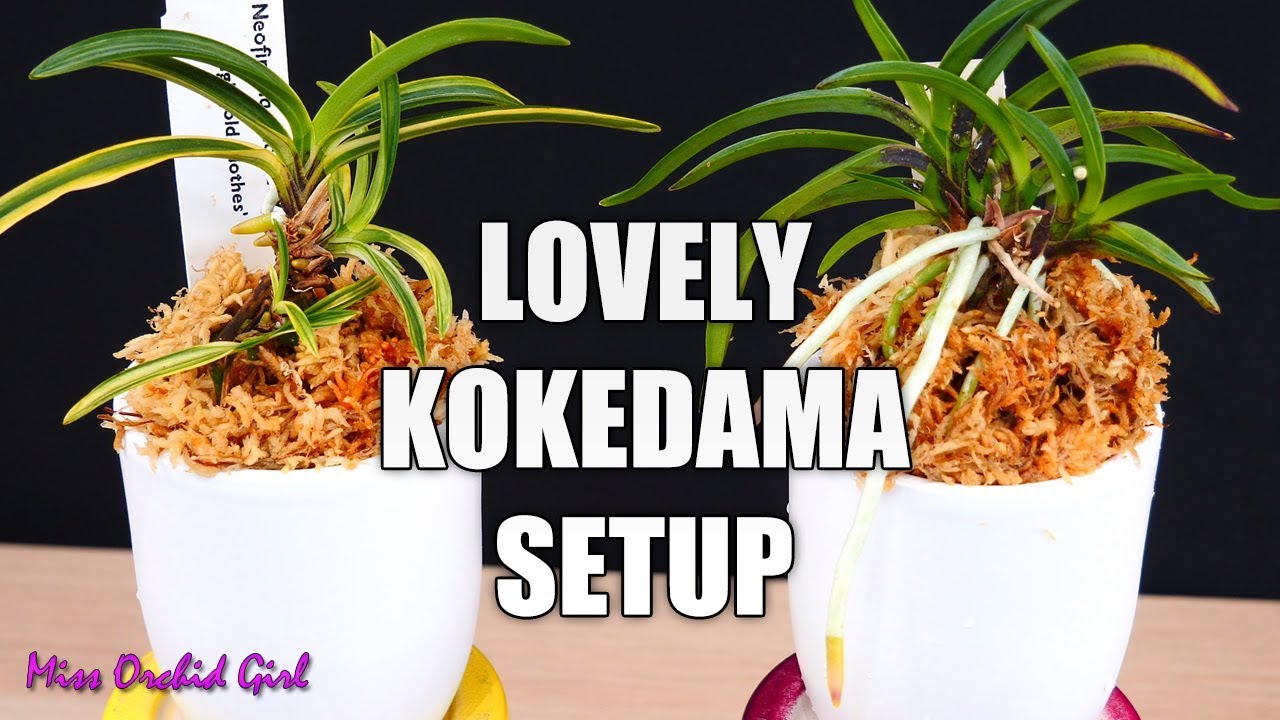Orchids in Kokedama style setup Repotting and maintenance