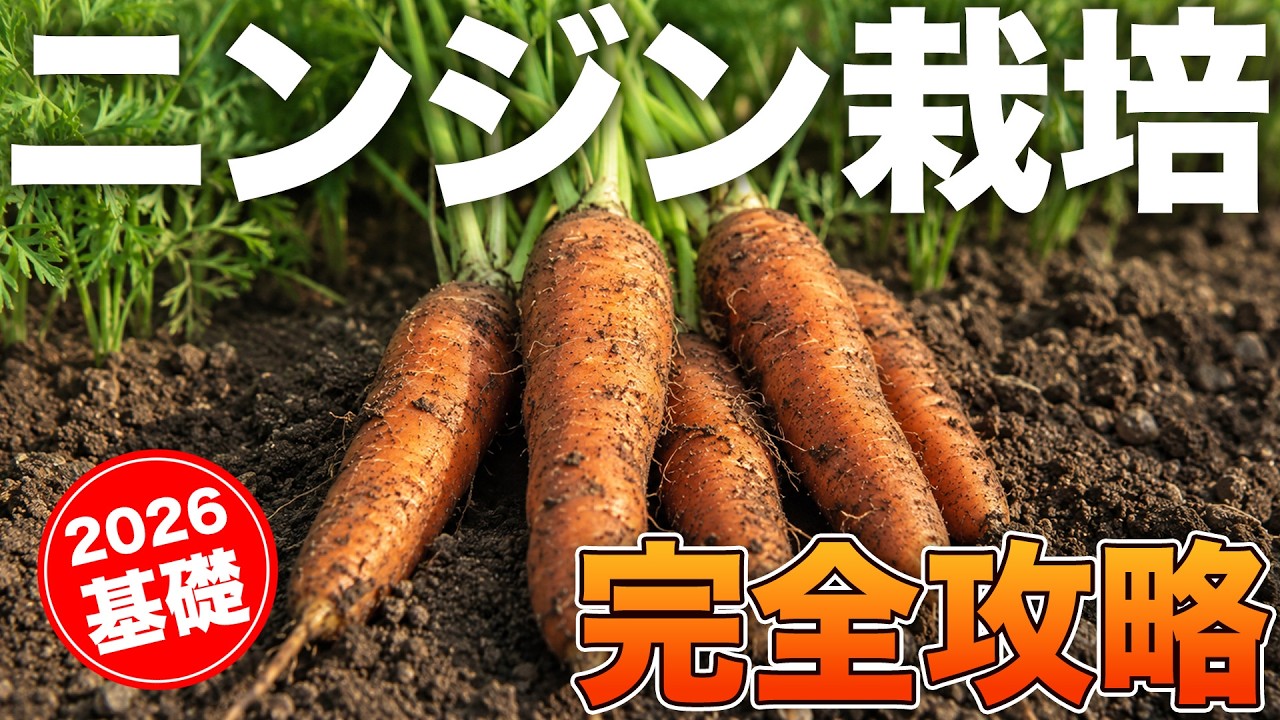 【図解】ニンジン栽培総まとめ【育てるなら知っておきたい基礎】種まきから間引き、肥料、収穫まで