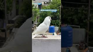 White Madrasi Kabutar