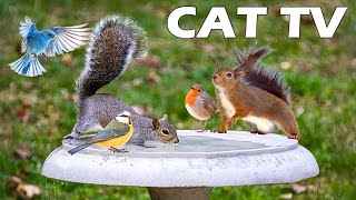 4K CAT TV😻📺 Take A Bath With Squirrels & Birds To Reduce Stress, Prevent Boredom, Separation Anxiety screenshot 2