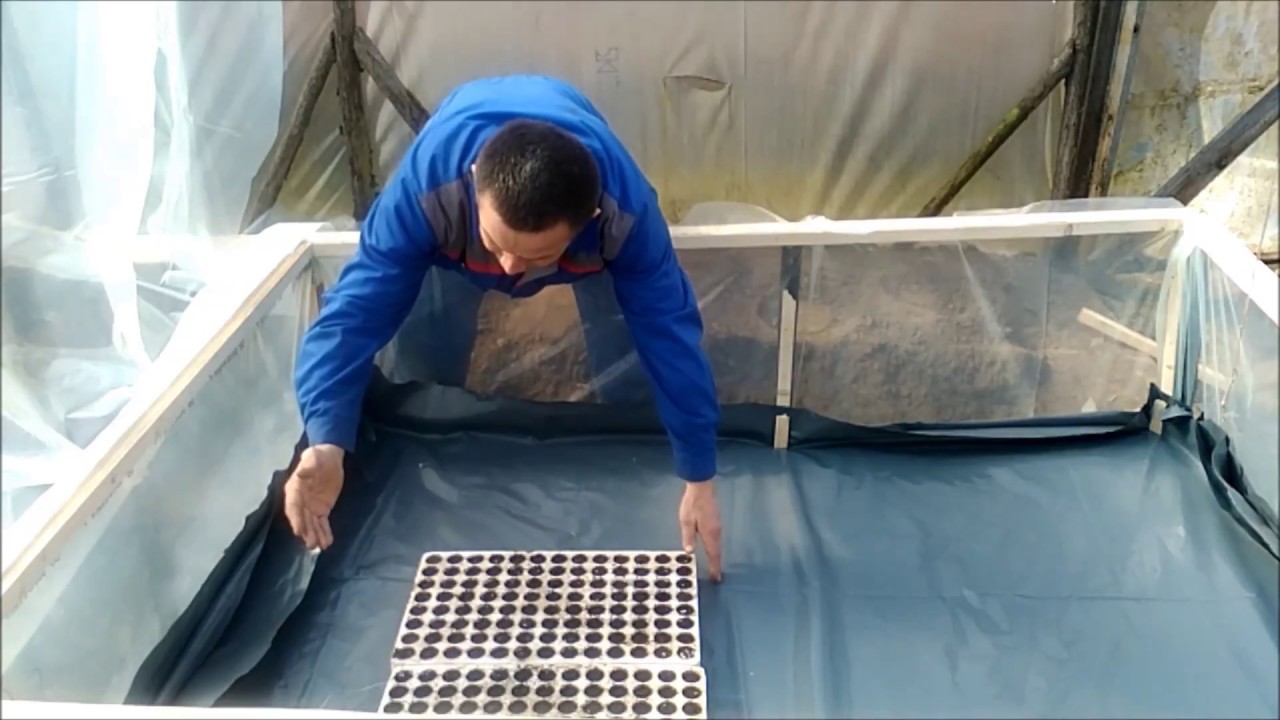 Pravljenje rasadnika za isklijavanje semena u plasteniku