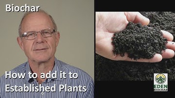 How to add biochar to established plants and trees