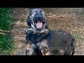 Animals Being Over Dramatic Who Deserve An Oscar ЁЯШБ Funniest ANIMAL Videos Animals Being Over Dramatic Who Deserve An Oscar ЁЯШБ Funniest ANIMAL Videos