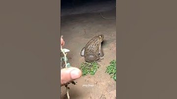 Catch big frogs funny | Try don