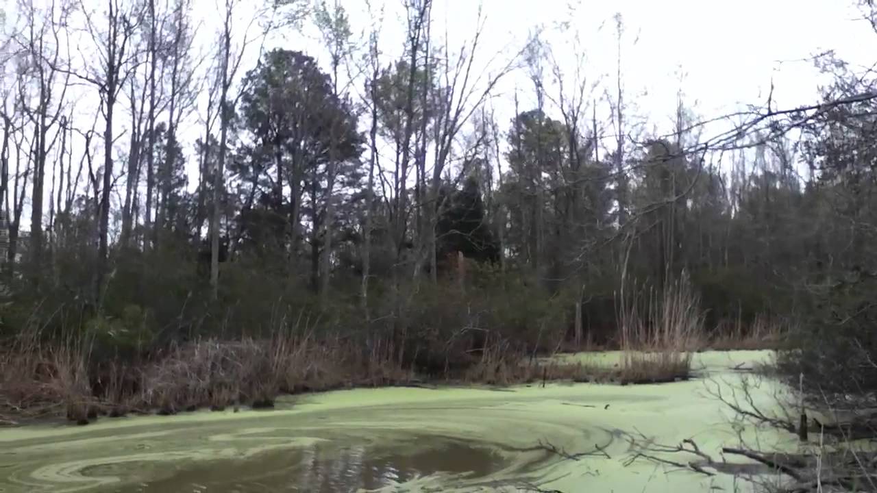Flag Ponds Nature Park Chesapeake Bay Maryland YouTube