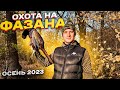 Нашли МНОГО ФАЗАНОВ! Взяли ЗАЙЦА!Охота на фазана.Pheasant hunting#охота #охотанафазана #охотаназайца