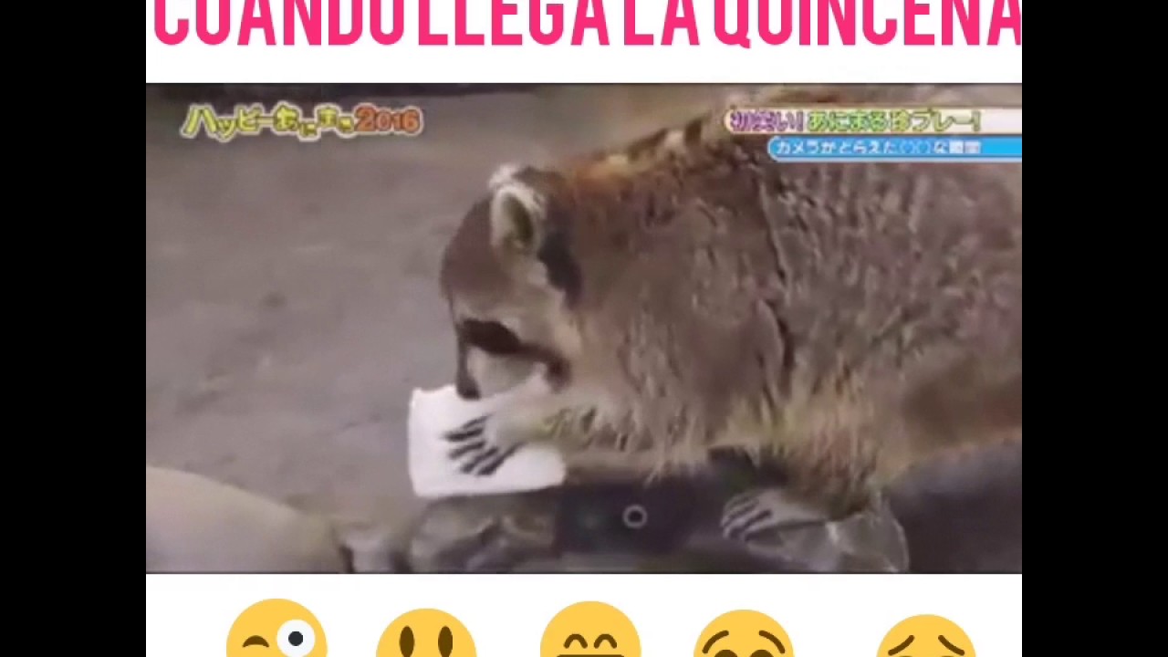Cuando Llega La Quincena Y Te Pasa Lo Del Mapache YouTube Cuando Llega La Quincena Y Te Pasa Lo Del Mapache YouTube
