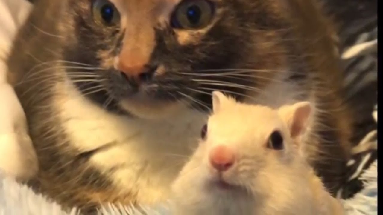 White chipmunks Photo compilation 2!! Various chipmunk & cat moments!