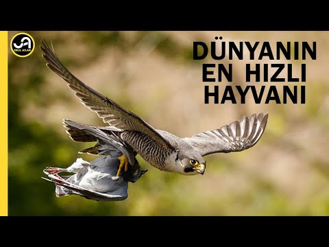 Video: Peregrine kuşu: açıklama ve fotoğraf