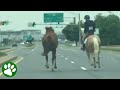 16-year-old girl chases horse on highway image