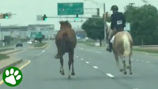 Thumbnail for 16-year-old girl chases horse on highway