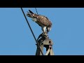 Bukoč jede ribu - Osprey - Pandion haliaetus