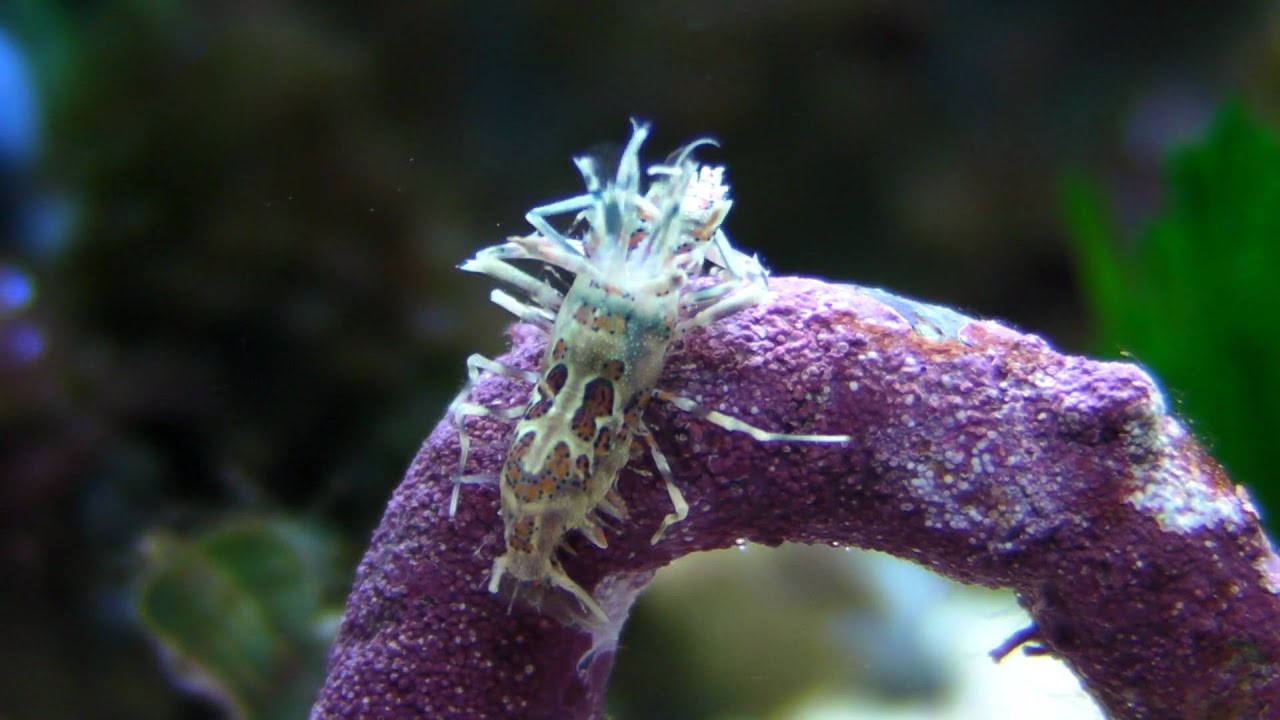 Bongo Shrimp Close Up - YouTube