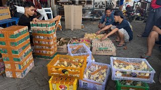 UPDATE STOK TERBARU BESERTA HARGANYA - BURUNG KENARI - SRIGUNTING ABU - CENDET - CIGUN DLL