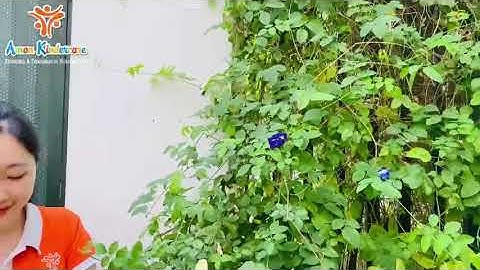 KHỐI HONEY - Thí nghiệm "Sự đổi màu của nước hoa đậu biếc"