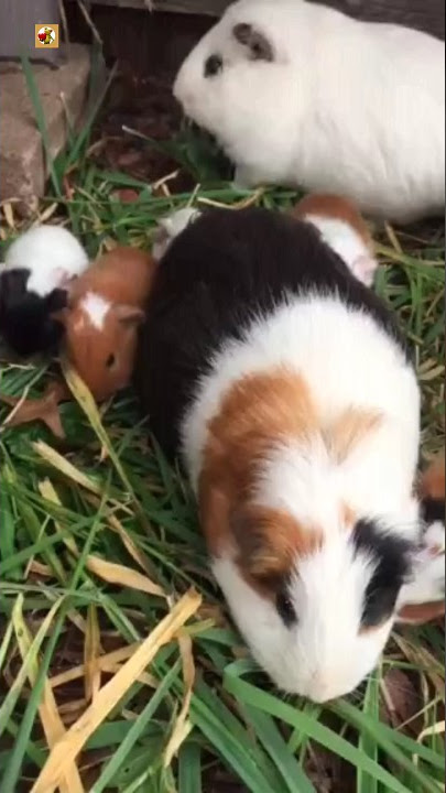 Guinea Pig Sound (Loud guinea pig) (5)