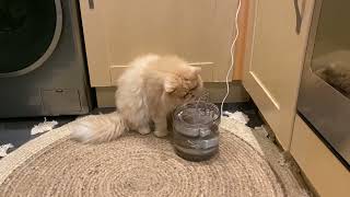 Persian Cat drinking from a new cat water fountain by Persian Cat Corner 298 views 1 year ago 1 minute, 24 seconds