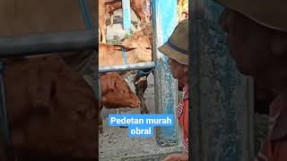 Sapi pedetan murah pasar guyangan