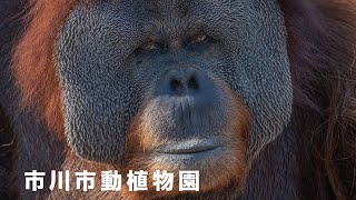 大きなオランウータンと小さな動物園｜市川市動植物園 | Nikon Z8