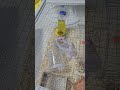 리우야 근육키우니?!?!ㅋㅋㅋㅋㅋ 잠시 위에를 치워줬더니 ㅋㅋㅋㅋ