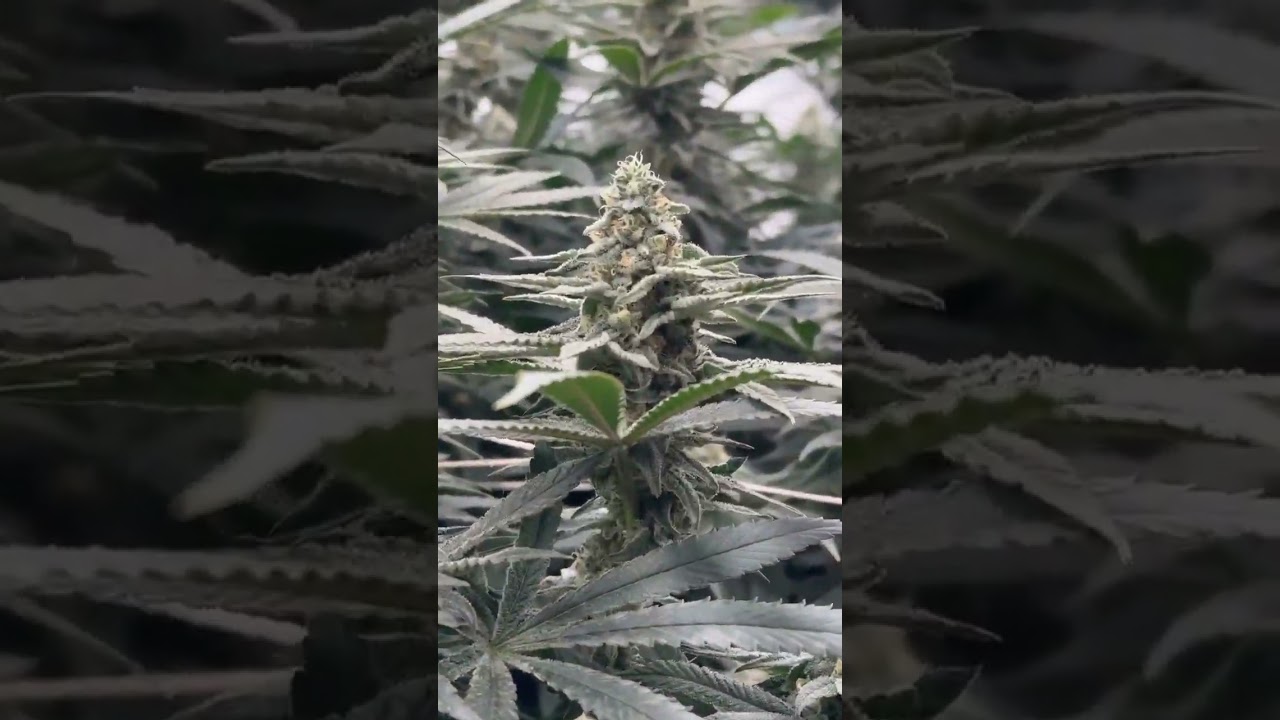 Under RDJ Bouns 720W grow lights