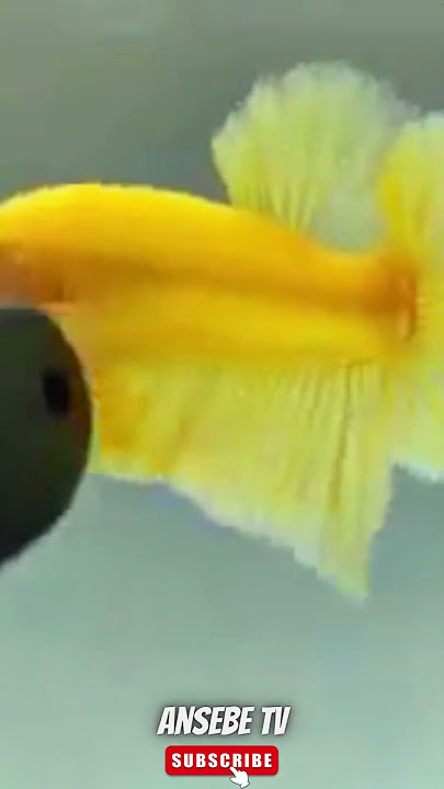 IKAN CUANG HIAS JENIS YELLOW BANANA 1 MALE #bettafish #cupangindonesia #indonesia #multicolor