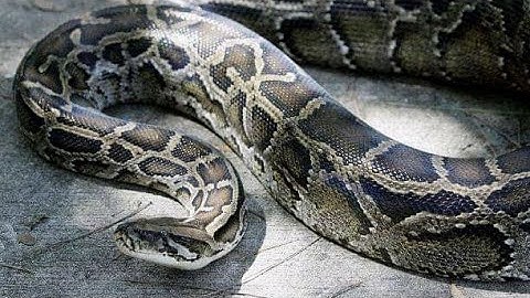 African Rock Python tries to Enter Home--Eats Rabbit Instead (Time Lapse X5)