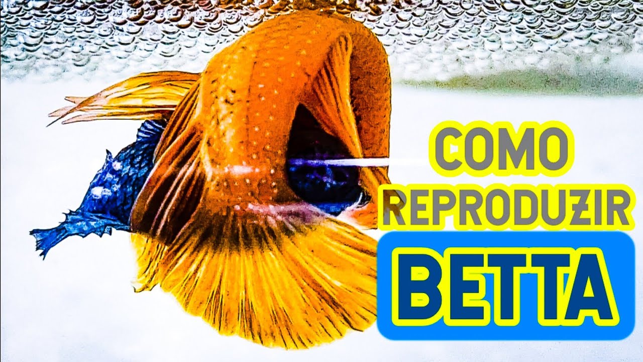 COMO REPRODUZIR PEIXE BETTA 《PASSO A PASSO》EM 6 MINUTOS [PARTE 01 ...