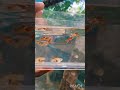 my dream to create fish farm - first purchase - red coral endler