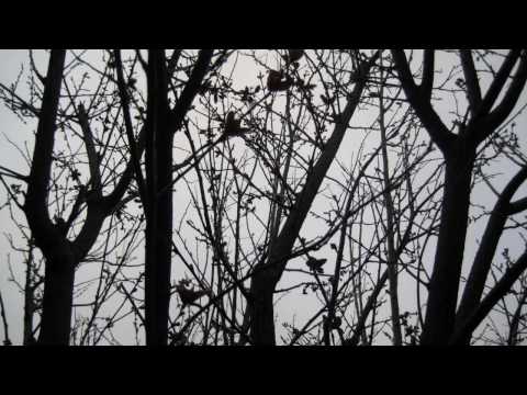Psychotic Waltz - My Grave