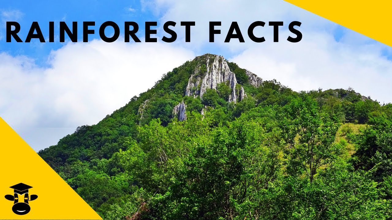 18+ Tropical Rainforest Indonesia Facts PNG