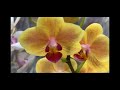 Создающий праздничное настроение завоз орхидей в Оби 26 февраля 2021 г. Манхеттен,  Виолет Квин ...